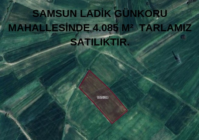 SAMSUN LADİK GÜNKORU MAH 4.085 M²  TARLAMIZ SATILIKTIR. - SAMSUN LADİK fotoğraf 8